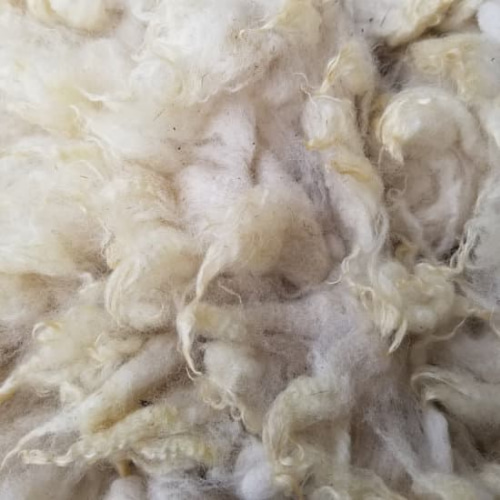 長野県産サフォーク原毛500g 湯洗い後納品 国産羊毛 夾雑物多 送料別 