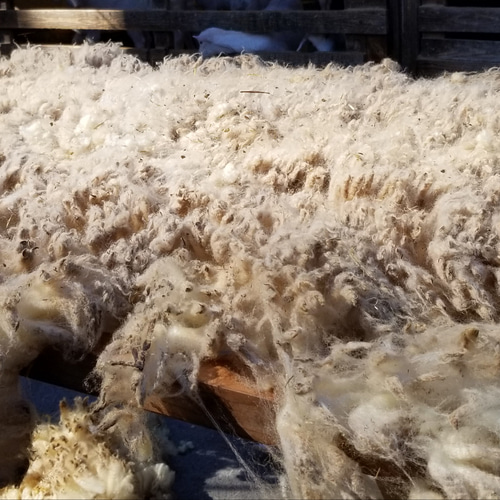 長野県産サフォーク原毛500g 湯洗い後納品 国産羊毛 夾雑物多 送料別