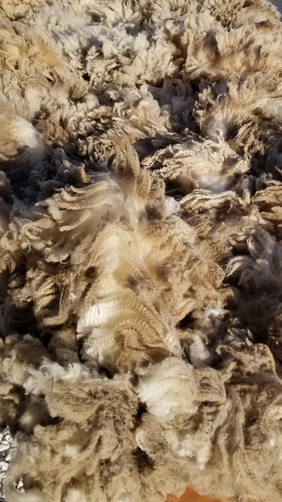 長野県産コリデール羊原毛100g 湯洗い後納品 国産羊毛 夾雑物超多 送料別 受注製作 6枚目の画像