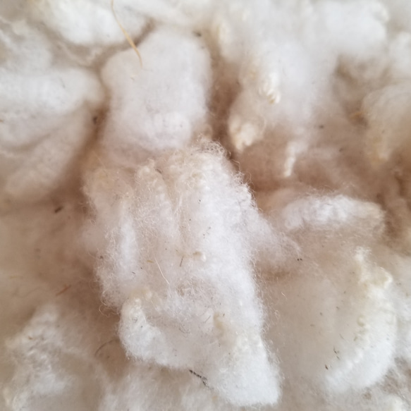 コリデール系長野県内羊毛300g 湯洗い後納品 夾雑物多 送料別 受注製作 1枚目の画像