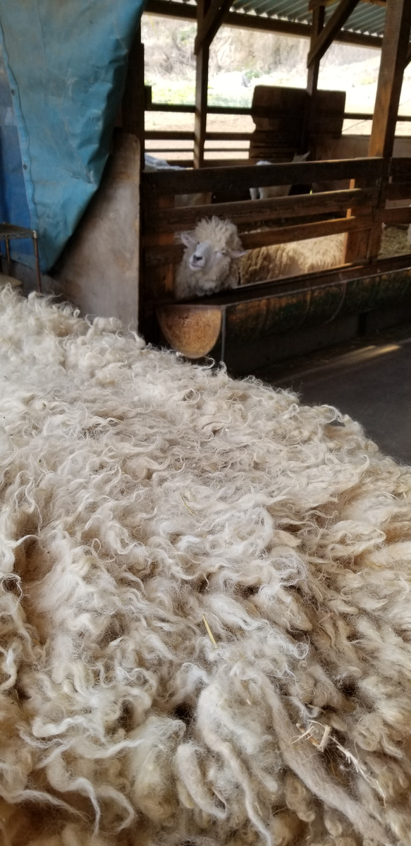 フライスランド系湯洗い羊毛300g 国産羊毛 長野県産 送料別 夾雑物多 受注製作 5枚目の画像