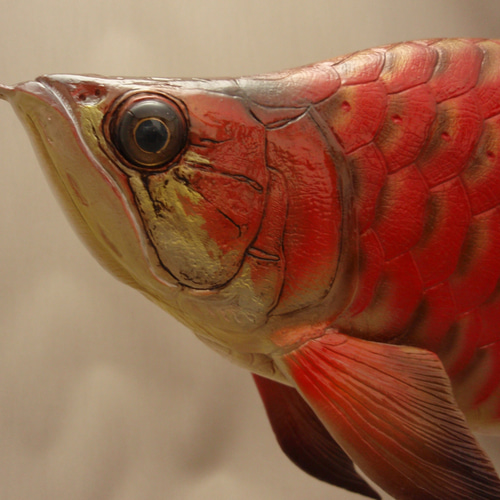 アロワナ フィギュア 魚 置物 立体・オブジェ fish craft REAL アロワナ フィギュア 魚 置物 立体・オブジェ fish craft REAL
