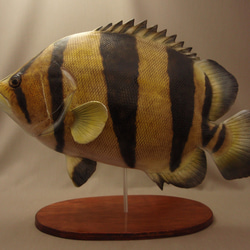 【美品】34cm ポリプテレス （樹脂製）fish craft REAL製作 美品 34cmポリプテルス フィギュア レプリカ fish craft REAL