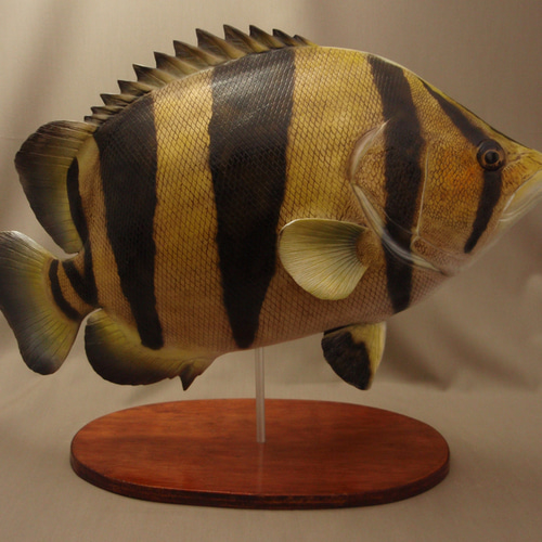 48cm ダトニオ 魚 フィギュア 立体・オブジェ fish craft REAL 通販