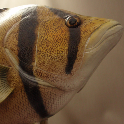 48cm ダトニオ 魚 フィギュア 立体・オブジェ fish craft REAL 48cm ダトニオ 魚 フィギュア 立体・オブジェ fish craft REAL