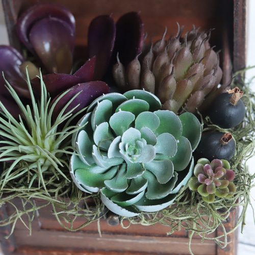 多肉植物 寄せ植え 宝箱 【公式通販】