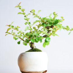 こはるさん(長寿梅の白花)　小品盆栽　自作鉢 2枚目の画像
