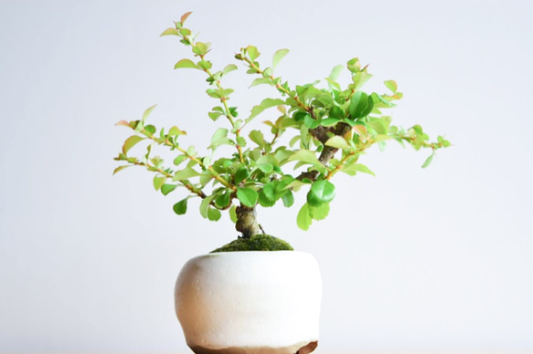 こはるさん(長寿梅の白花)　小品盆栽　自作鉢 2枚目の画像