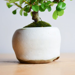こはるさん(長寿梅の白花)　小品盆栽　自作鉢 4枚目の画像