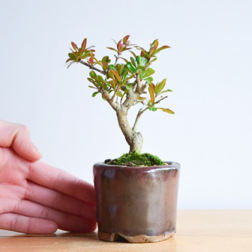 ザクロ。子宝。造花のミニ盆栽 大きめ 子宝に恵まれるザクロ 造花の