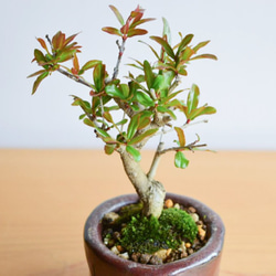 おりえさん(紫紺ザクロ)　小品盆栽　自作鉢 2枚目の画像
