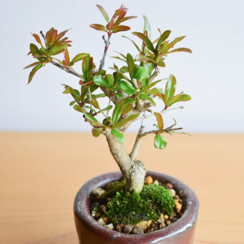 ザクロ（小品盆栽）インテリア用サイズ