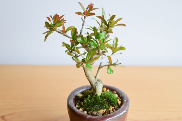 おりえさん(紫紺ザクロ)　小品盆栽　自作鉢 2枚目の画像
