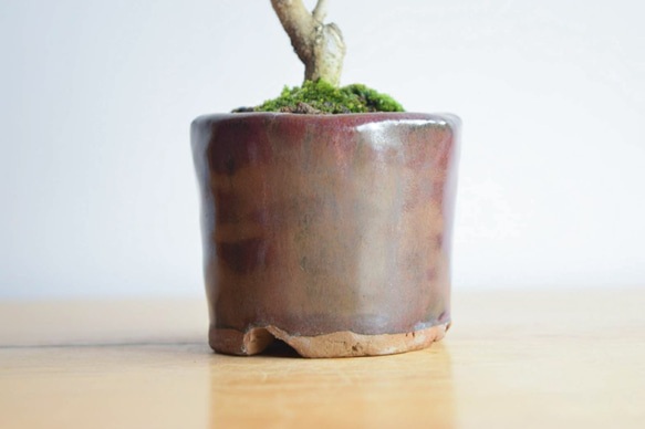 おりえさん(紫紺ザクロ)　小品盆栽　自作鉢 3枚目の画像