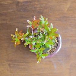 おりえさん(紫紺ザクロ)　小品盆栽　自作鉢 4枚目の画像