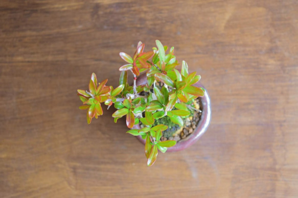 おりえさん(紫紺ザクロ)　小品盆栽　自作鉢 4枚目の画像