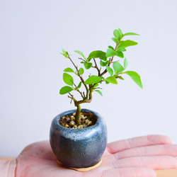 みことさん(エゴノキ) ミニ盆栽 自作鉢 盆栽 樹と花と 通販