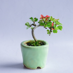 絃(いと)さん(長寿梅の赤花)　小品盆栽　自作鉢 2枚目の画像