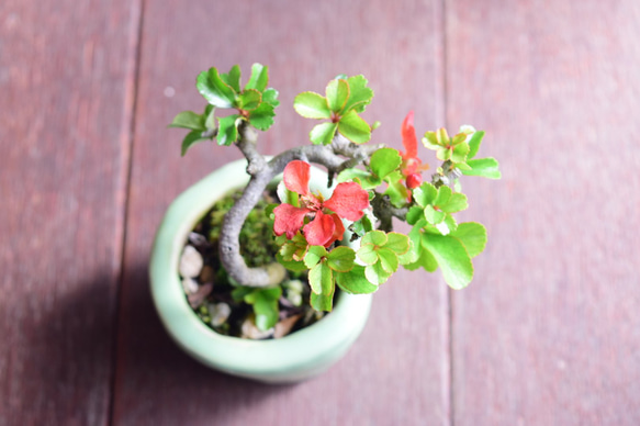 絃(いと)さん(長寿梅の赤花)　小品盆栽　自作鉢 3枚目の画像