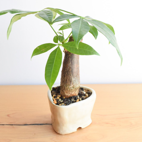 自作鉢】パキラ(観葉植物) no.3 その他インテリア雑貨 樹と花と 通販 