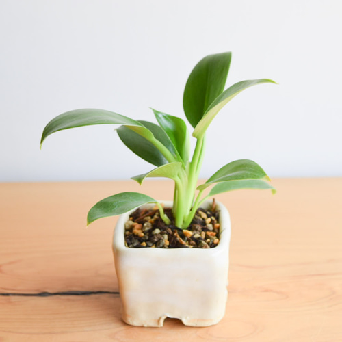 自作鉢】フィロデンドロン(観葉植物) no5 その他インテリア雑貨 樹と花 