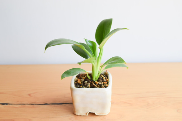 自作鉢】フィロデンドロン(観葉植物) no5 その他インテリア雑貨
