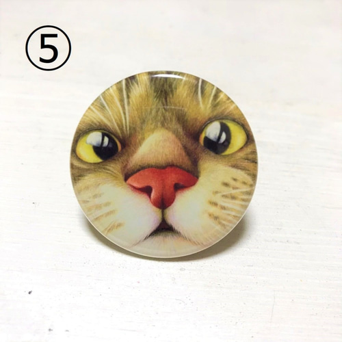 箱入り猫 鉛筆画 鉛筆画 箱入り猫