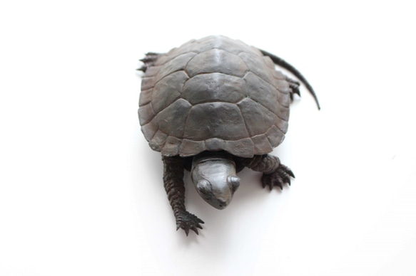 亀置物・銭亀朱肉入れ・歩-1 黒色 鋳造 ブロンズ 桐箱付き ロスト