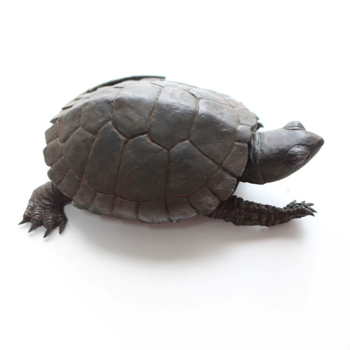 青銅製亀（西洋ネジ玩具美術品)14.5Χ4.5㎝&450g　希少品（レトロ良) 亀置物・銭亀朱肉入れ・歩-1 黒色 鋳造 ブロンズ 桐箱付き