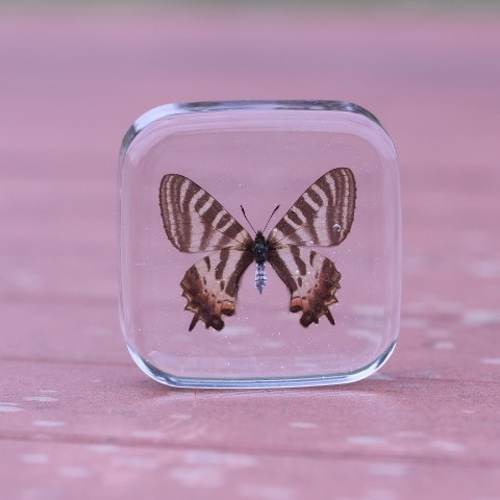 ギフチョウ ヒメギフチョウ 標本 樹脂標本 レジン 蝶 蝶の標本