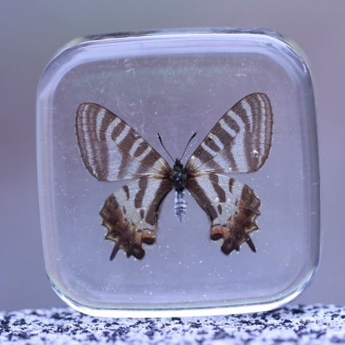 ギフチョウ ヒメギフチョウ 標本 樹脂標本 レジン 蝶 蝶の標本