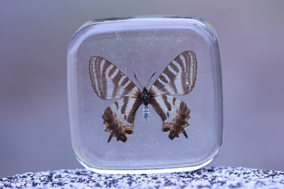 日本金縷梅 日本金縷梅標本 樹脂標本 樹脂蝴蝶 蝴蝶標本 水晶標本 第3張的照片