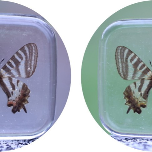 ギフチョウ ヒメギフチョウ 標本 樹脂標本 レジン 蝶 蝶の標本