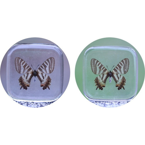 コエポン❗蝶標本‼️ Yahoo!オークション - 蝶標本 エガモルフォ （♂）