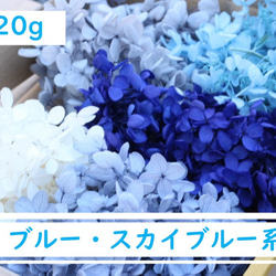 送料無料　大地農園 プリザーブドフラワー ブルー系　アジサイ　詰め合わせ　プリザ　セット　20g　5色アソート　 2枚目の画像