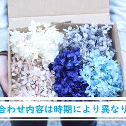 免費送貨地球農場保留花藍色繡球花Preza套裝20g 5種顏色 第3張的照片