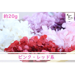 免費送貨“我會給你兩個最喜歡的繡球花”Ohchi Farm Preserved Flower Hydrangea Assortm 第2張的照片