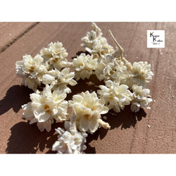 永生花花玉米5g“白”禮物喜慶花材乾花永生花花材 第1張的照片
