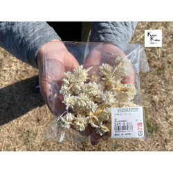 永生花花玉米15g“白”慶典花材乾花永生花花材 第3張的照片