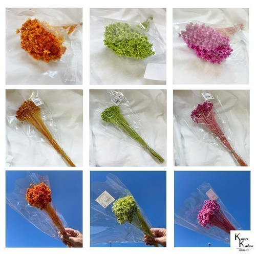 大地農園 「スターフラワー ブロッサム レッド 1束」 小花 ドライ