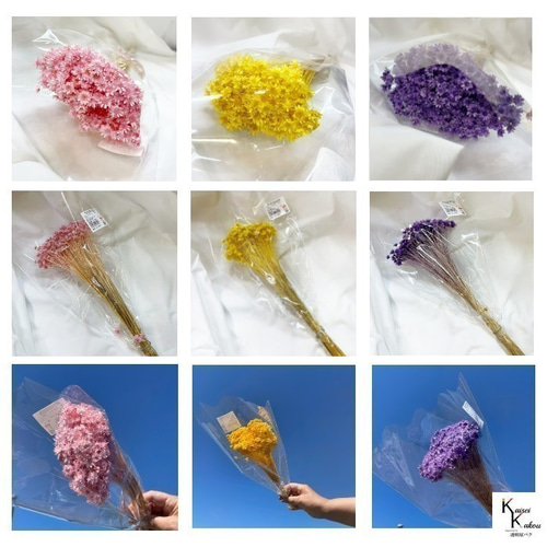 大地農園 「スターフラワー ブロッサム レッド 1束」 小花 ドライ