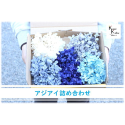 送料無料 大地農園 プリザーブドフラワー ブルー系 アジサイ