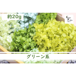 地球農場永生花“綠色”組合 20 克 5 色什錦軟金字塔繡球花安娜貝爾 第2張的照片