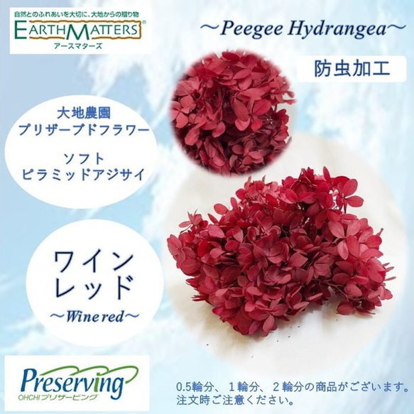 大地農園！プリザーブドフラワー 「1輪分 ソフトピラミッドアジサイ