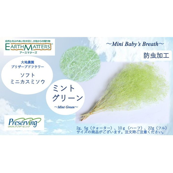 大地農場！永生花5g【Soft mini gypsophila mint green】Preza gypsophila gyps 第2張的照片