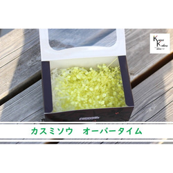 地球農場！永生花約5g【滿天星加班鮮綠】Preza gypsophila gypsophila 第2張的照片