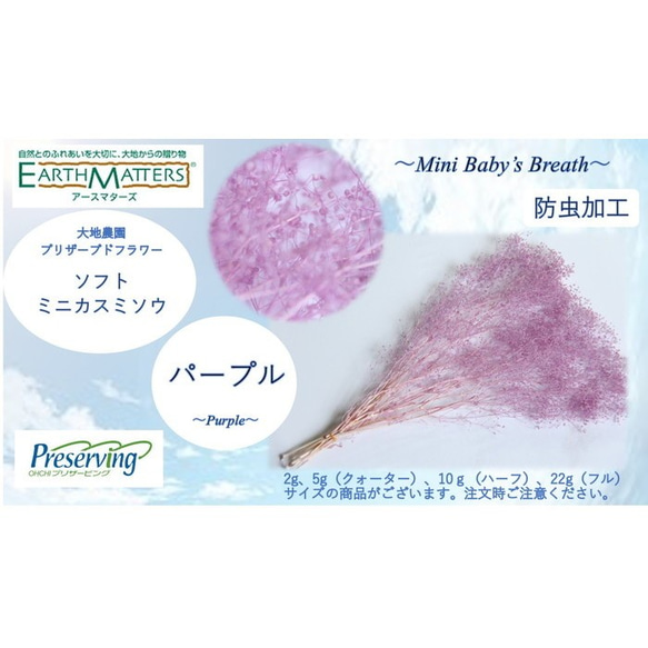 大地農場！永生花10g【Soft mini gypsophila Purple】Preza gypsophila gypsoph 第2張的照片