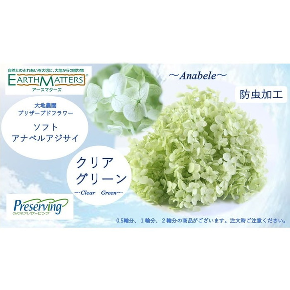 地球農場！永生花0.5輪【柔軟Anabel繡球清綠】Priza Hydrangea繡球花材料 第1張的照片