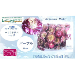 大地農園！ドライフラワー　7ｇ分　【ヘリクリサムヘッド　パープル】プリザ　アジサイ　紫陽花 花材 ハーバリウム おしゃれ 2枚目の画像