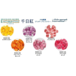 地球農場！永生花10朵【千日香甜丁香】頭只Presa花材料 第2張的照片